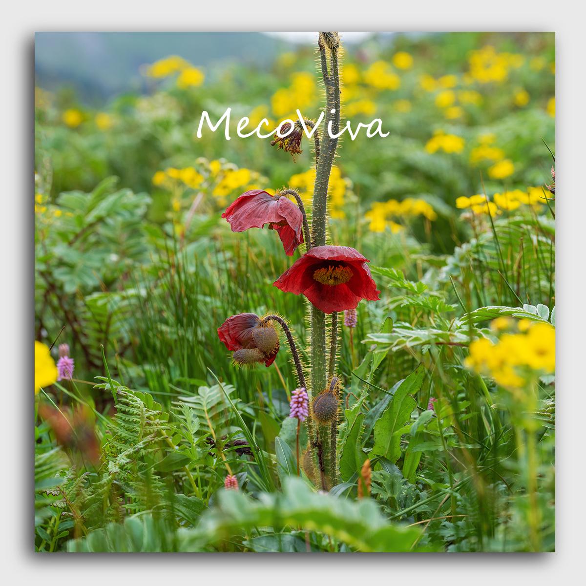 【MecoViva】 925 Silver Enamel Premium Women Brooch High-End Temperament Original Unique Meconopsis Castanea Series Design Styles Brooch Natural Art Female Fashion Brooch