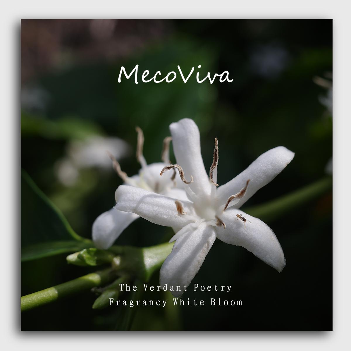 【MecoViva】 925 Silver Premium Women Earrings High-End Temperament Original Unique Coffee Flower Shape Design Styles Natural Art Female Fashion Earrings